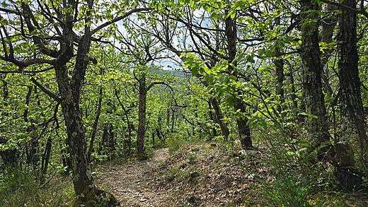 Mont Aigoual