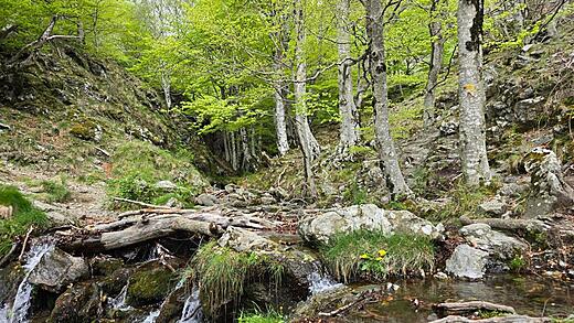 Mont Aigoual