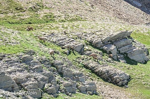 Mont Pelat