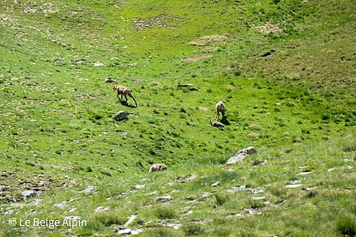 Mont Pelat