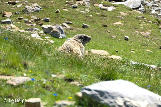 Mont Pelat
